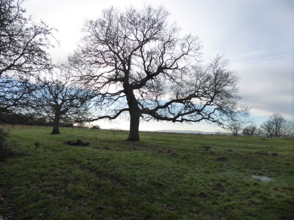 View of Welcombe Hills and Snitterfield